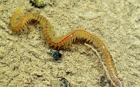 Ragworm comum em sedimentos do fundo do mar.