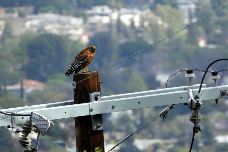 Nurit Katz/UCLA Um falcão de ombros vermelhos empoleirado em um poste telefônico na área urbana de Los A