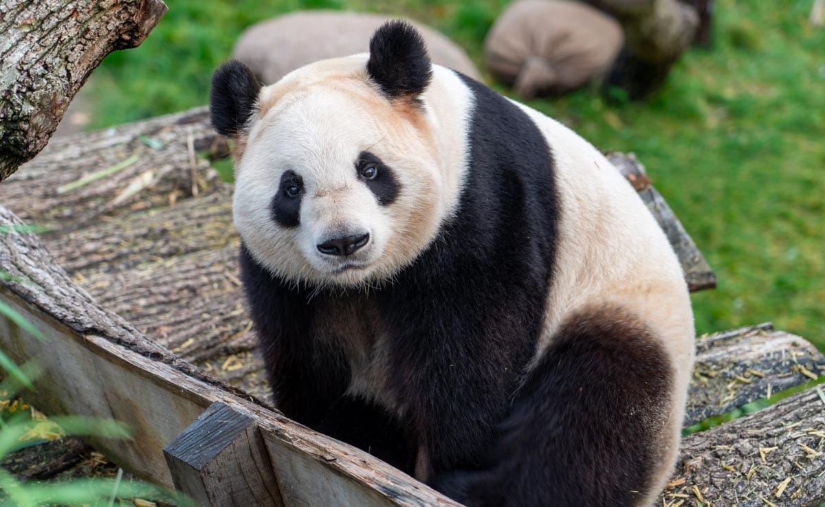 A diplomacia do panda está de volta: Pequim envia dois ursos ao zoológico de Washington