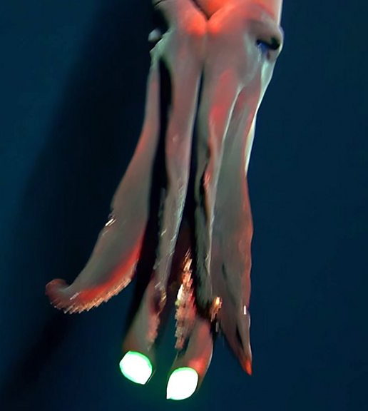 Captura de tela da lula polvo Taningia danae brilhando com seus grandes fotóforos nas pontas dos braços.