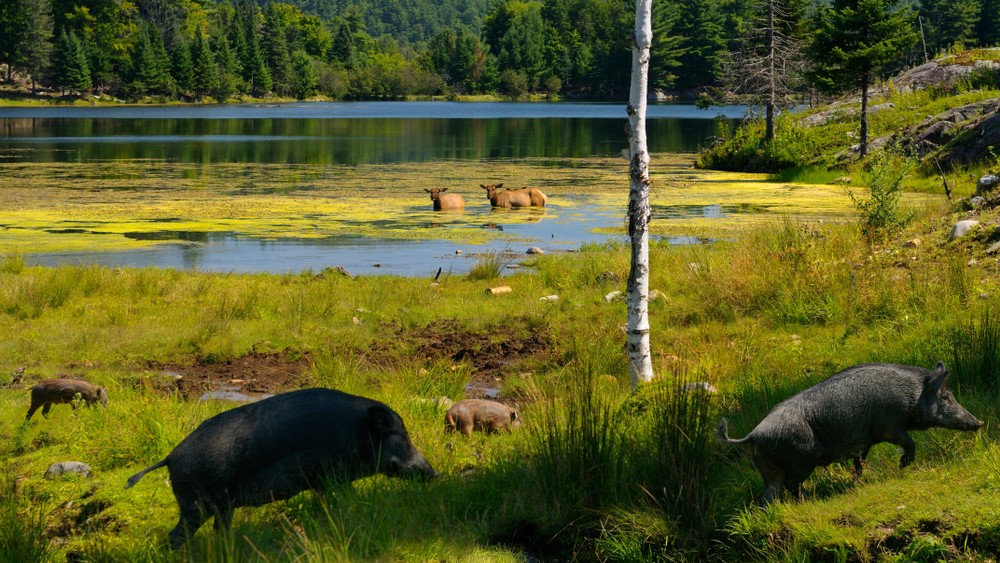 Javalis passam por um lago em Quebec com alces vadeantes.