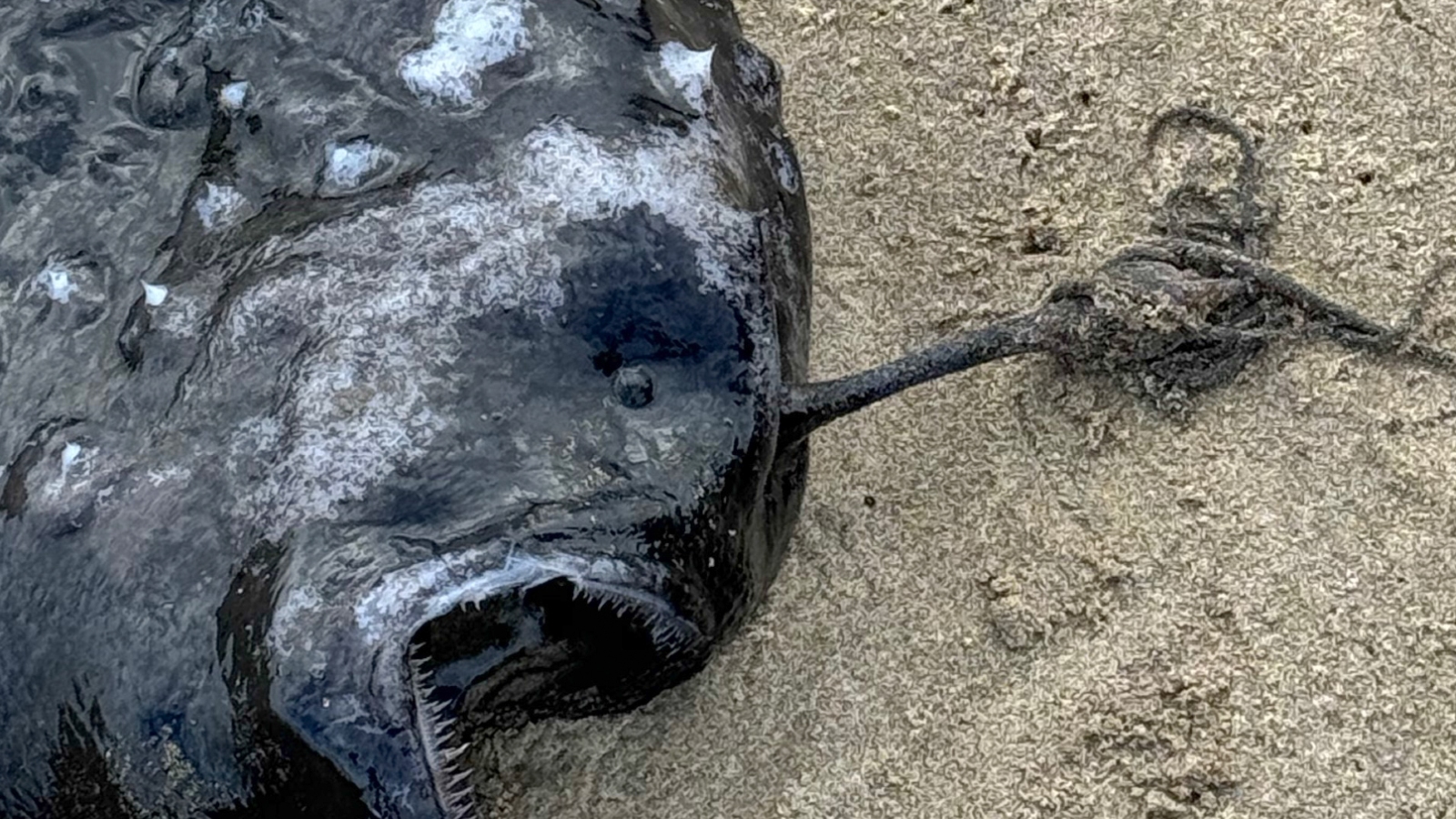 Um close da isca e dos dentes do peixe