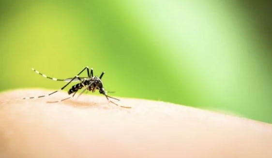 Dengue e doenças transmitidas por mosquitos aumentam na Europa devido às mudanças climáticas