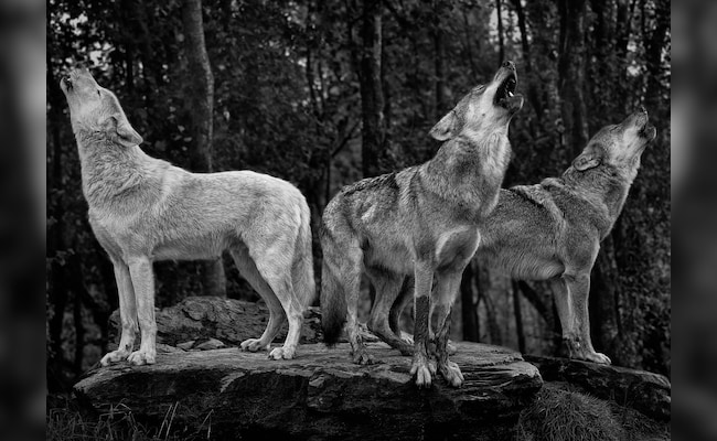 3 lobos atacam brutalmente uma mulher de 37 anos no zoológico nos arredores de Paris: relatório