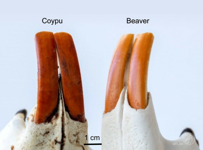 Imagem dos incisivos inferiores de nutria (coypu) e castor.  © adaptado de ACS Nan