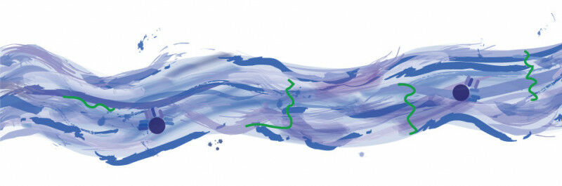 Meike criou uma ilustração da camada de fluido ao longo da superfície das vias aéreas.  Em
