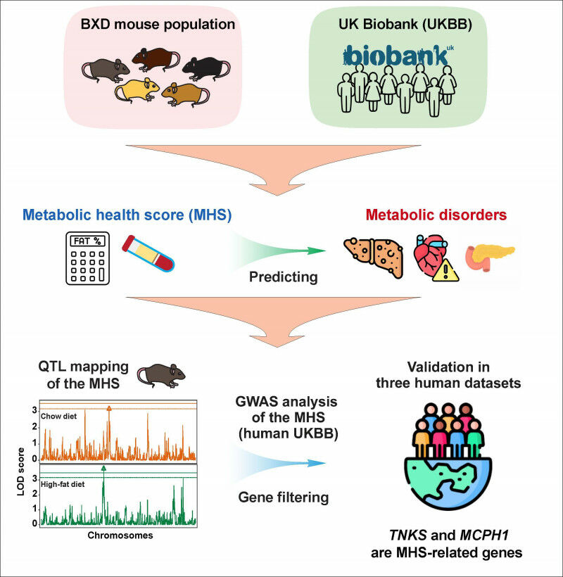 Um resumo gráfico da metodologia de pesquisa.  Crédito: Li et al 2024. DOI: 10