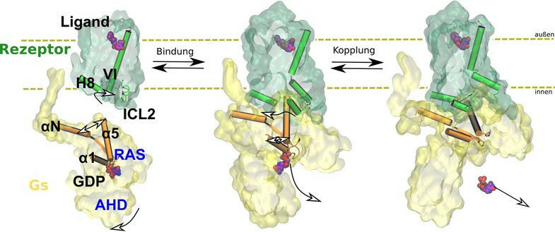 A ligação ao receptor (verde) faz com que a proteína G (amarelo) mude de formato