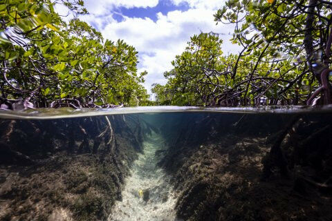 O carbono orgânico pode ser armazenado em sedimentos.  Foto: Jonathan Filskov