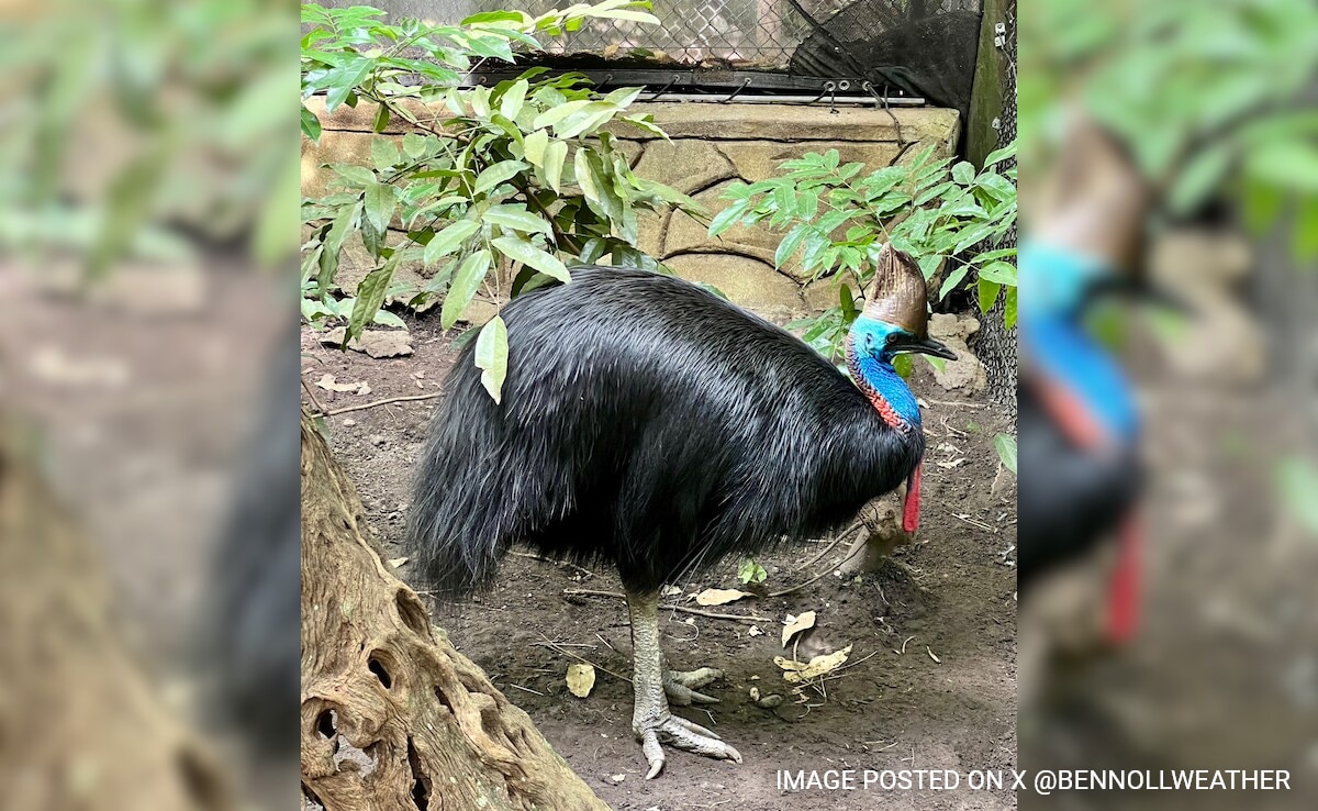 O temível pássaro dinossauro dos 'dias modernos' da Austrália encara a extinção