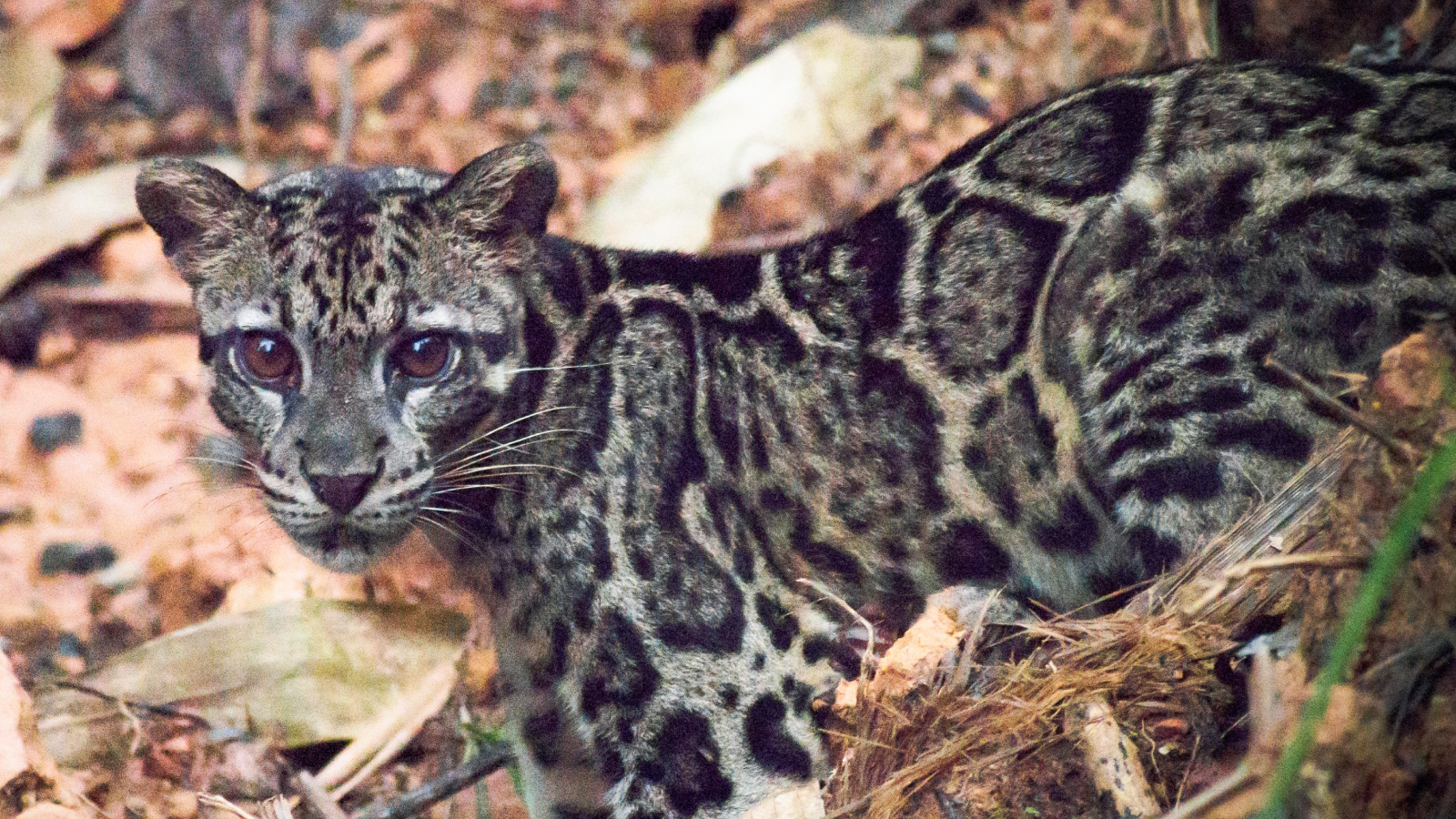 Família de leopardos nublados de Bornéu é filmada em estado selvagem pela primeira vez