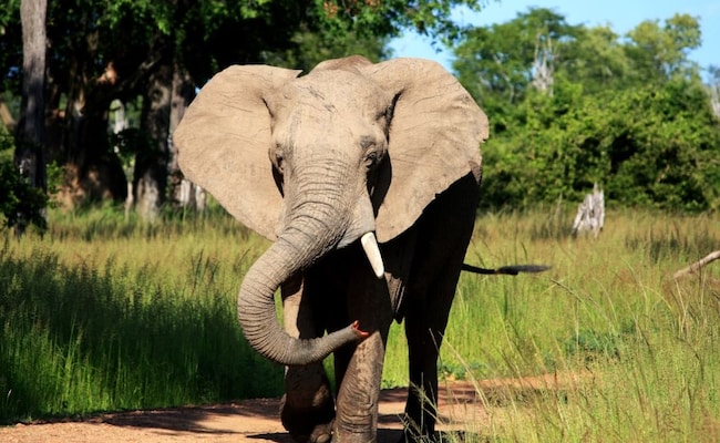 Elefante na Zâmbia tira turista dos EUA de veículo de safari e atropela-a até a morte