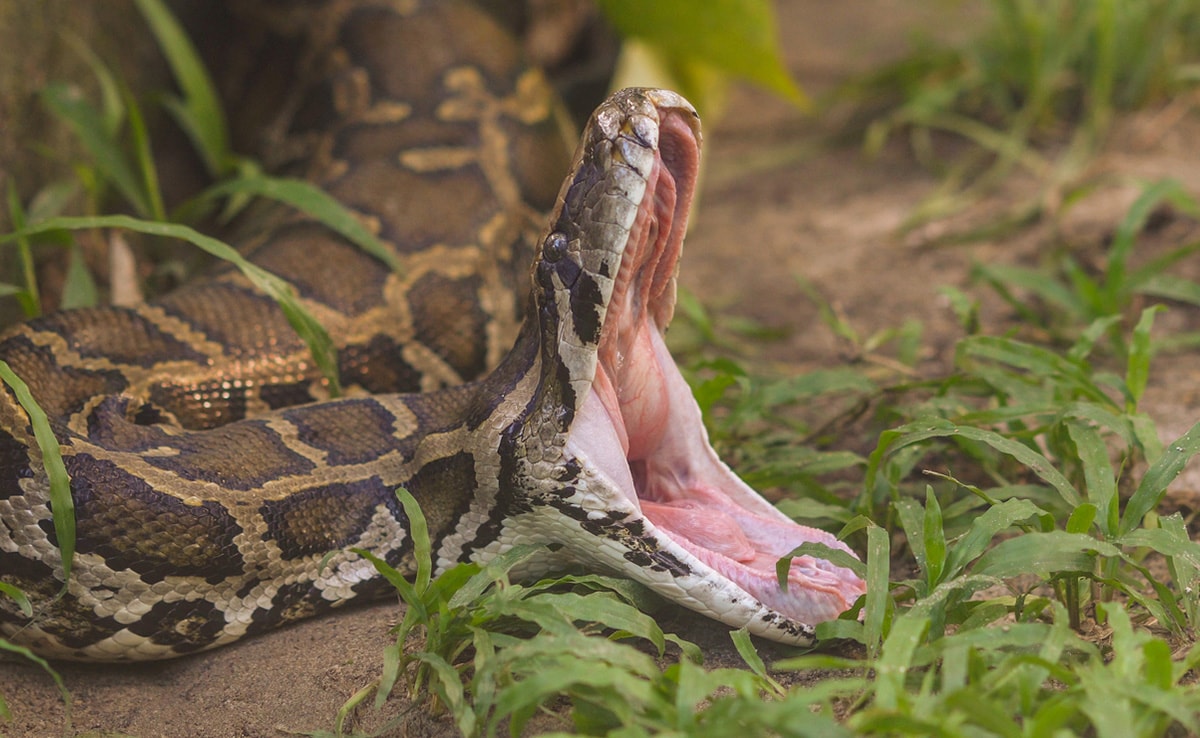Python de 16 pés engole mulher inteira na Indonésia