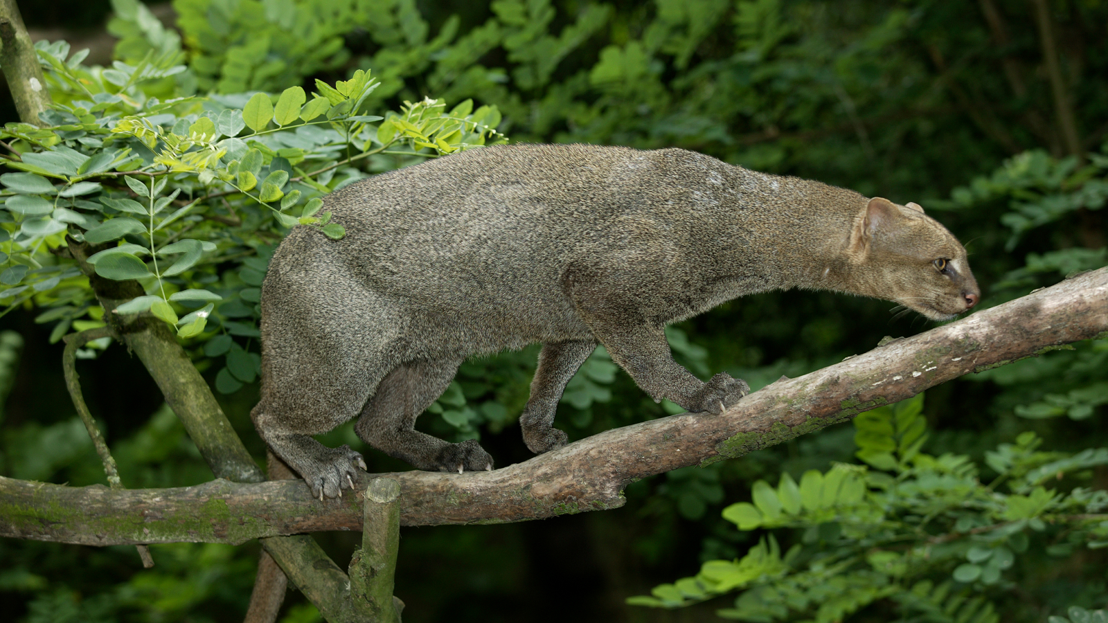 Jaguarundi, herpailurus yaguarondi, adulto em pé no galho