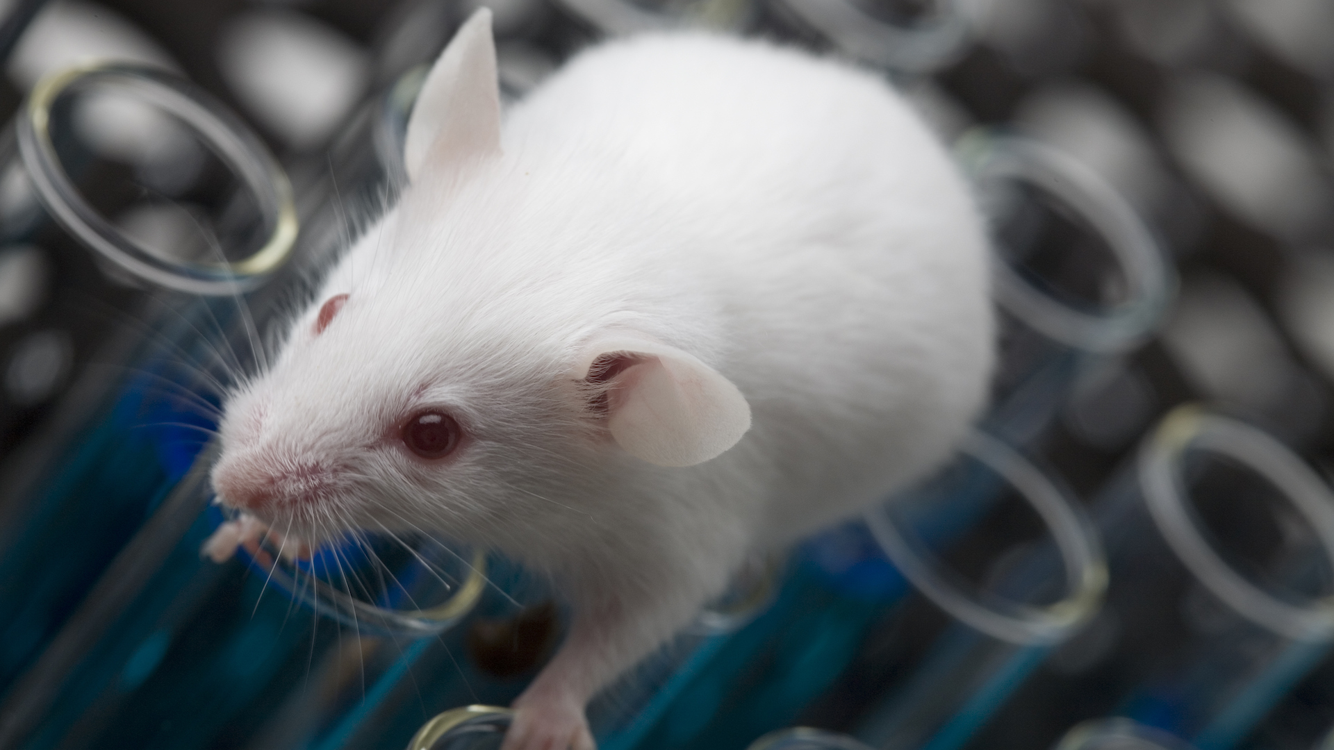 Uma foto de um rato de laboratório albino sentado em cima de tubos de ensaio