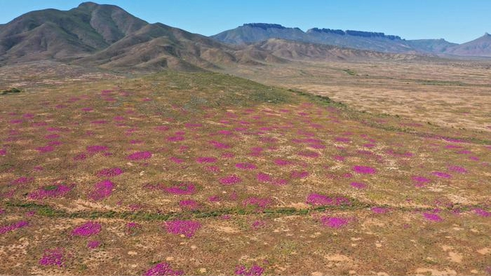 Os cientistas descobriram os cupinzeiros mais antigos da Terra – e eles têm 34.000 anos