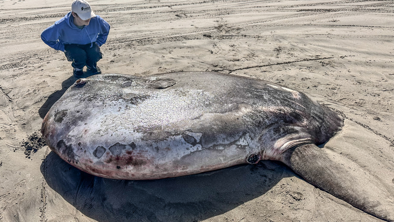 Mulher agacha-se ao lado de grandes espécies de peixes-lua na praia.