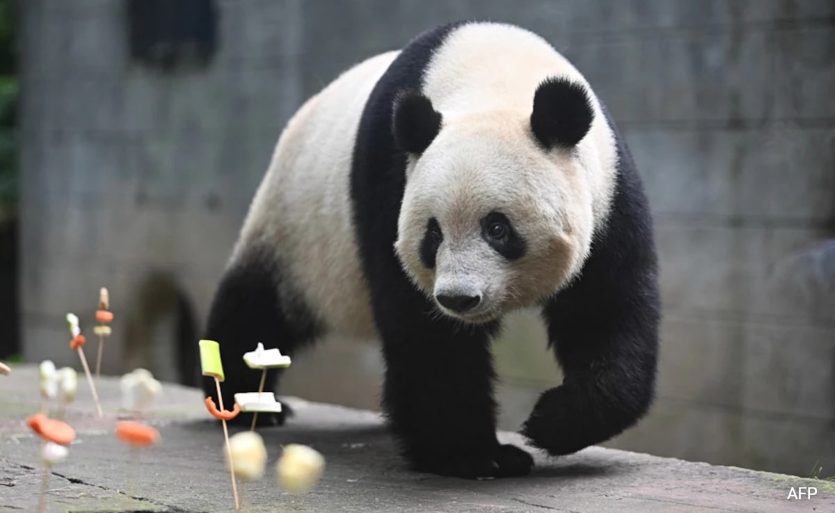 Explicado: o que é a diplomacia Panda da China, como funciona