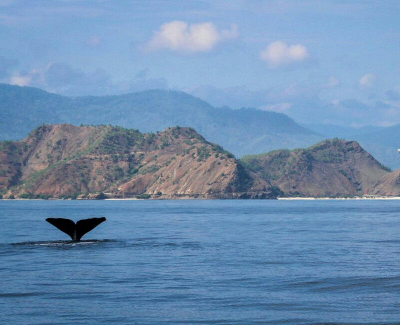 Uma barbatana de baleia azul erguida acima da água.