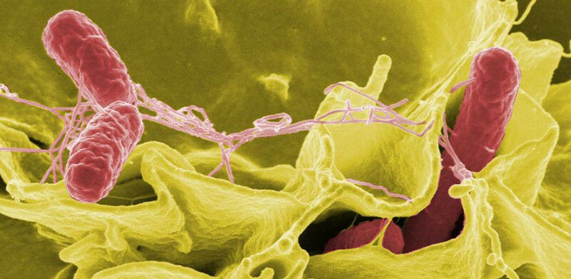 Micrografia eletrônica de varredura com realce colorido mostrando Salmonella Typhimurium (vermelho