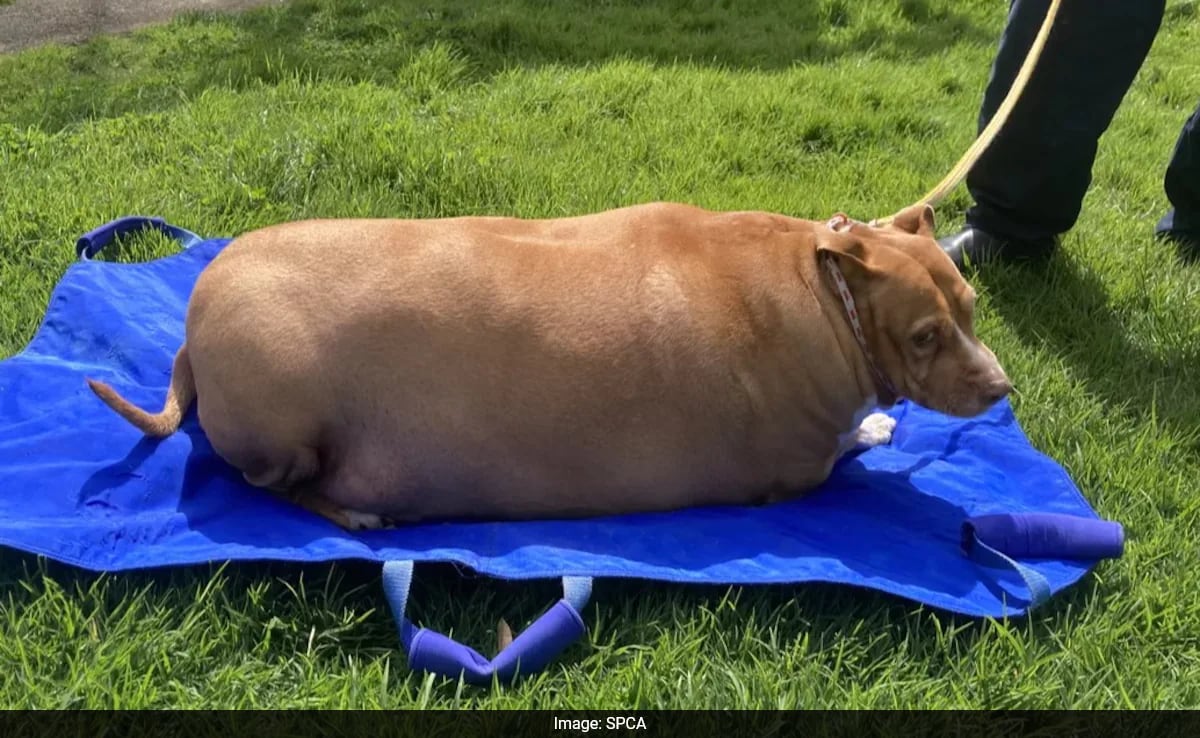 Mulher é enviada para a prisão por alimentar excessivamente um cão de 53 kg até a morte na Nova Zelândia