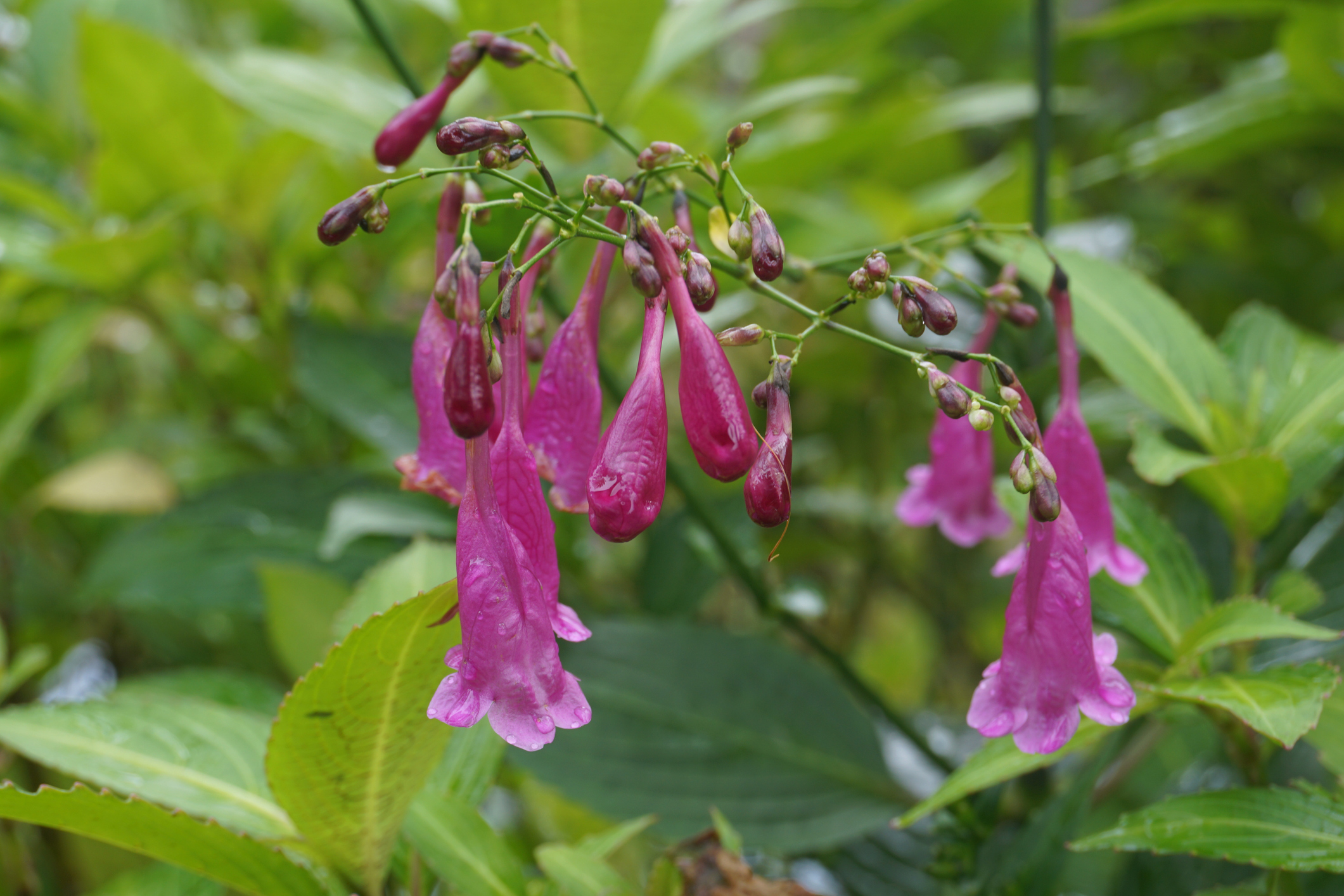 uma planta com flores roxas com folhas ao redor