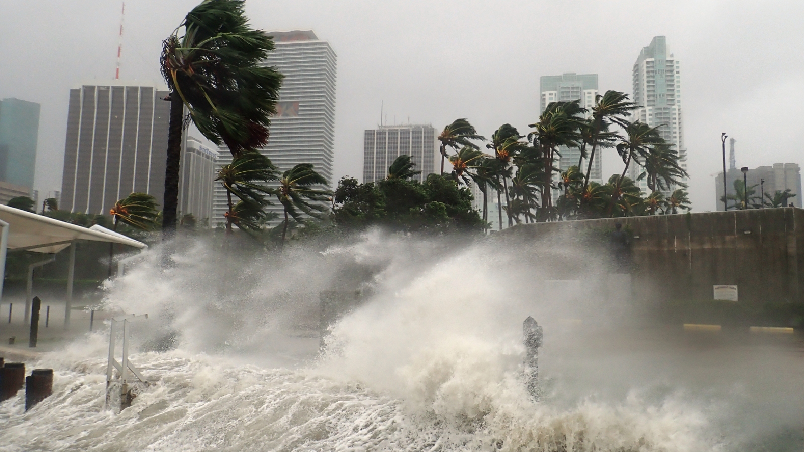 Ondas de tempestade quebrando e palmeiras sendo fortemente sopradas pelo vento em Miami