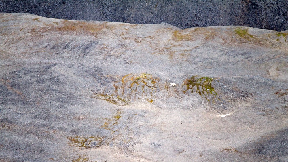 Um urso polar caminhando ao longo da lateral de um monte gigante de gelo no norte da Rússia. Musgo aparece abaixo do gelo em áreas do monte.