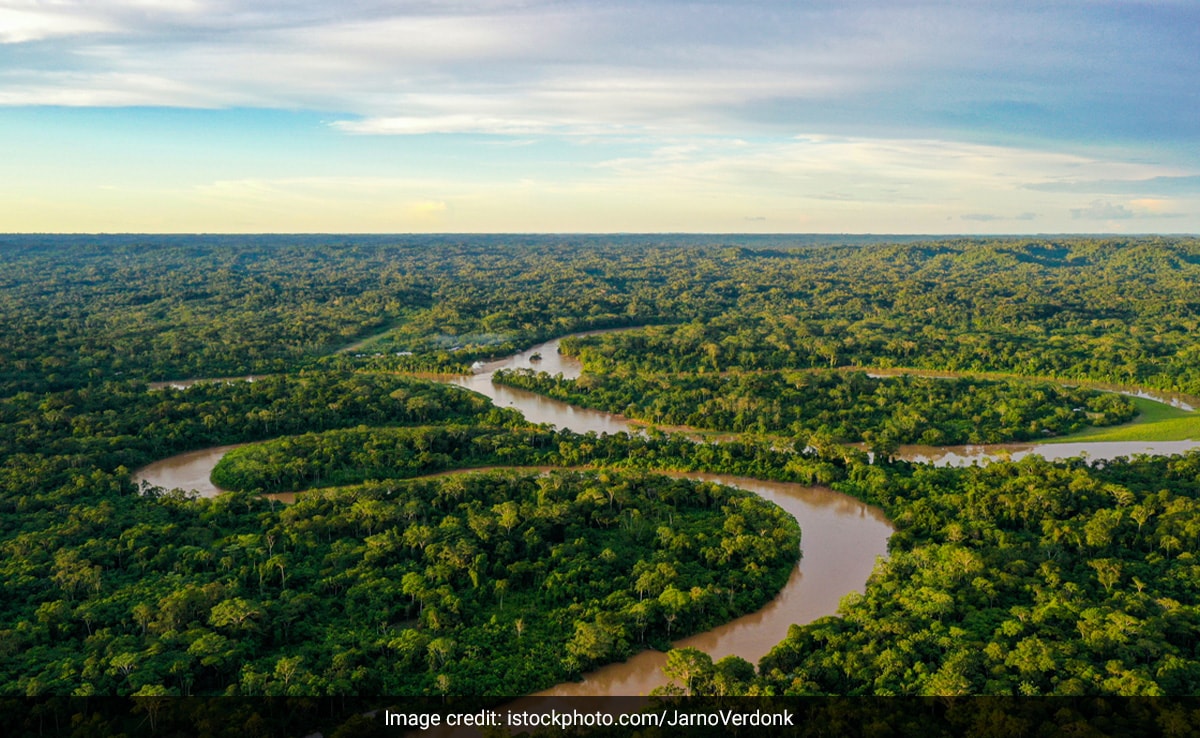 Grande vitória para as tribos da Amazônia em relação aos créditos de carbono na Colômbia