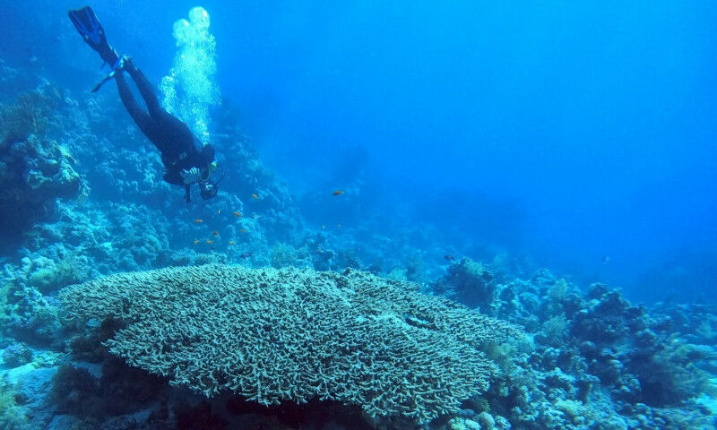 Pesquisadores de Göttingen analisaram isótopos de oxigênio de corais, como este Acropora c