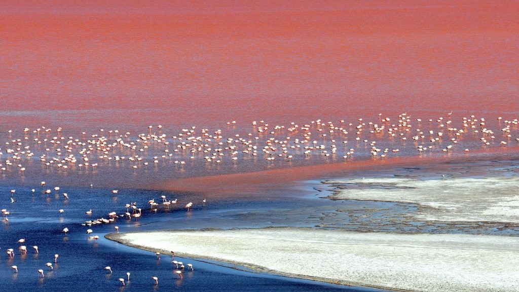 Um bando de flamingos em um lago no Salar de Uyuni.