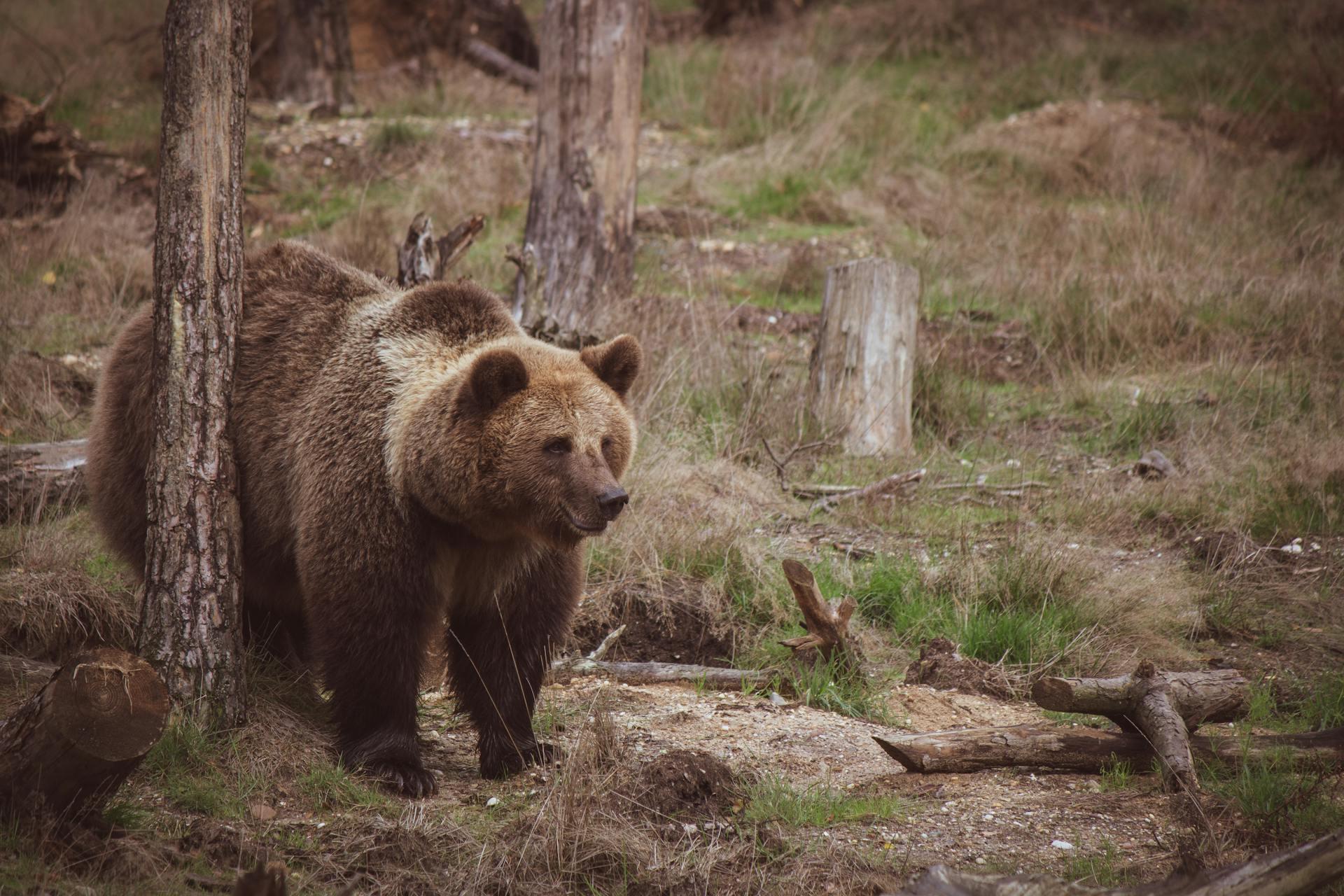 Uma foto espontânea de um urso pardo na floresta