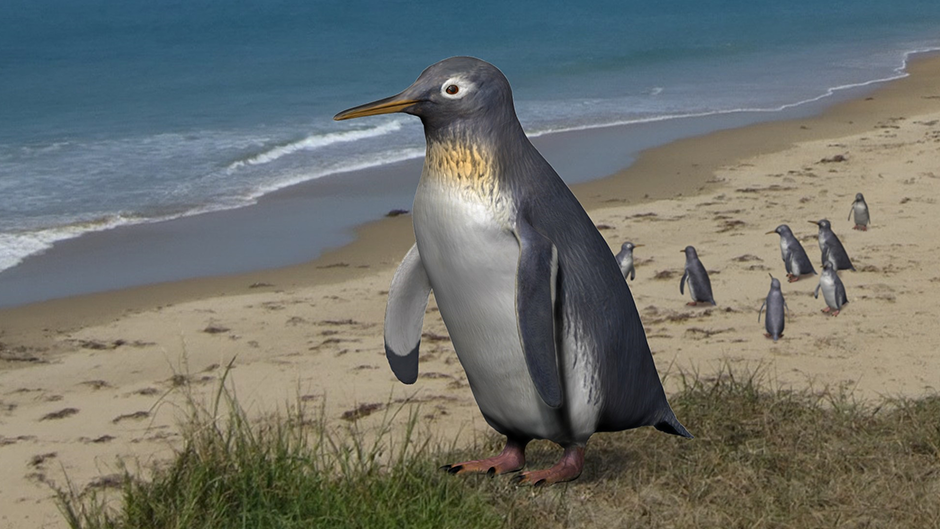 Conheça o 'pequeno mergulhador': um dos menores pinguins já descobertos