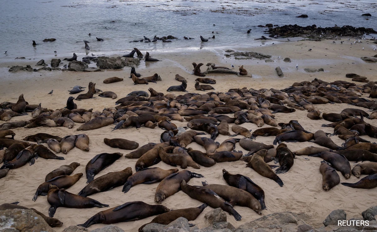 Centenas de leões marinhos tomam conta de praia na Califórnia e expulsam pessoas