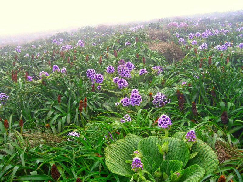 Pleurophyllum speciosum é uma flor silvestre herbácea com flores roxas brilhantes que