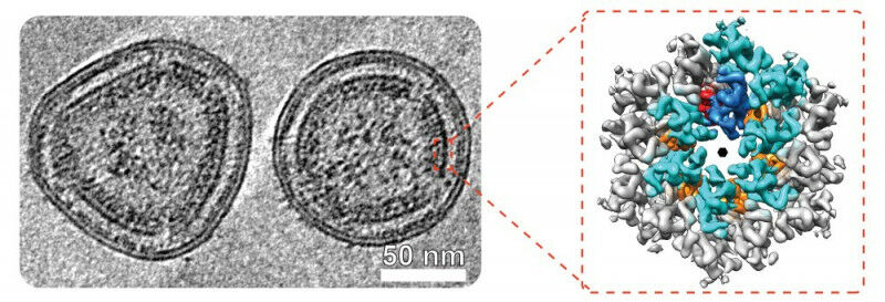 Um close-up viral. Partículas semelhantes ao vírus HTLV-1 com uma visão de perto da construção