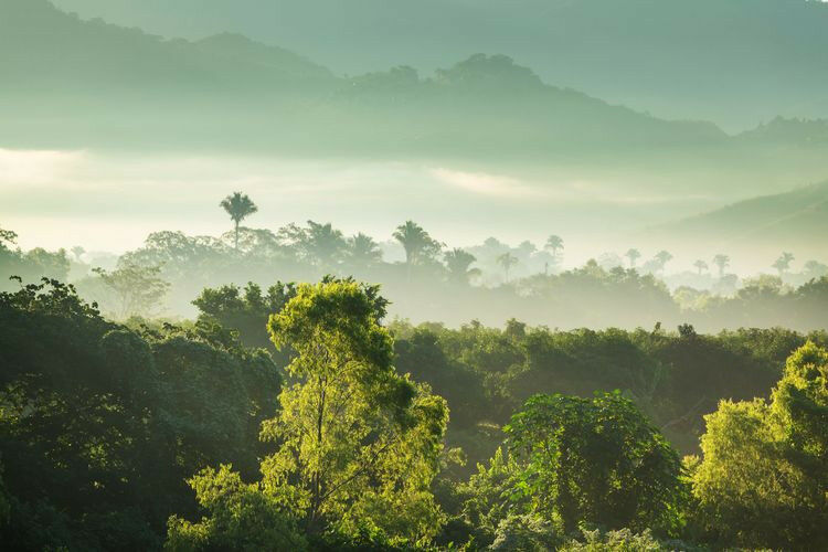 Os ecossistemas tropicais e não tropicais absorvem grandes quantidades de carbono que