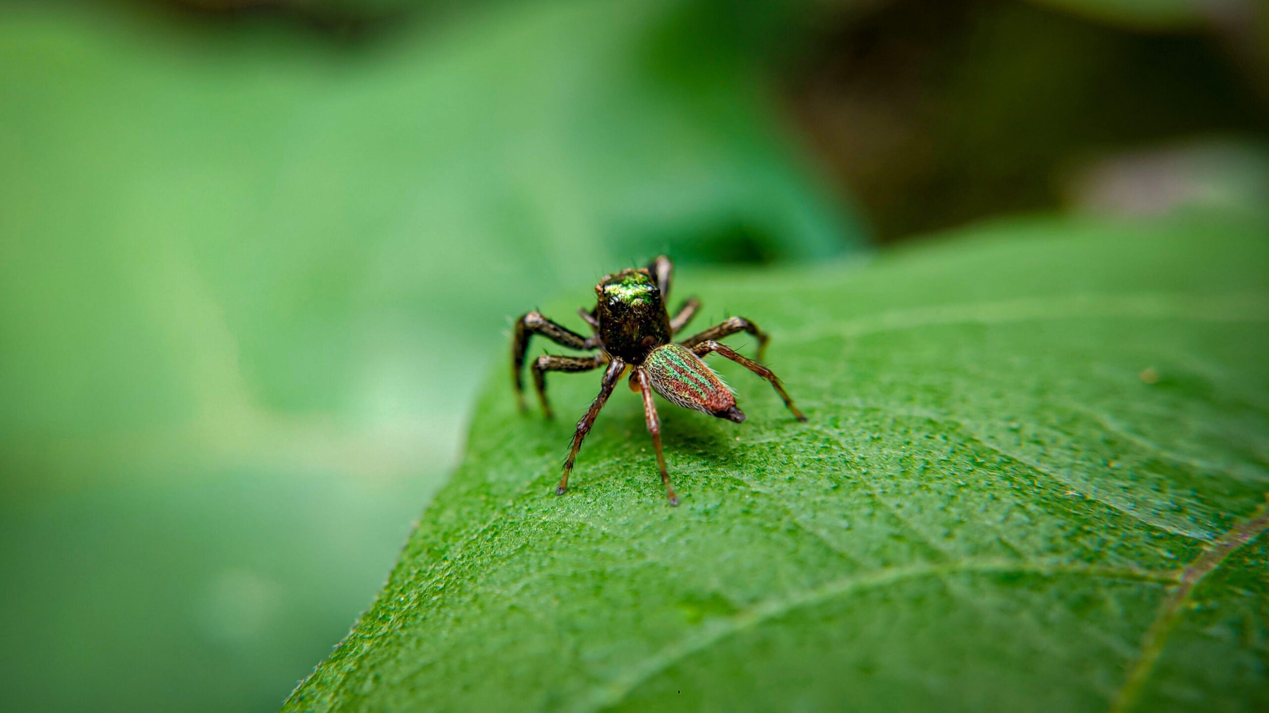 Pequena aranha verde-esmeralda em uma folha.