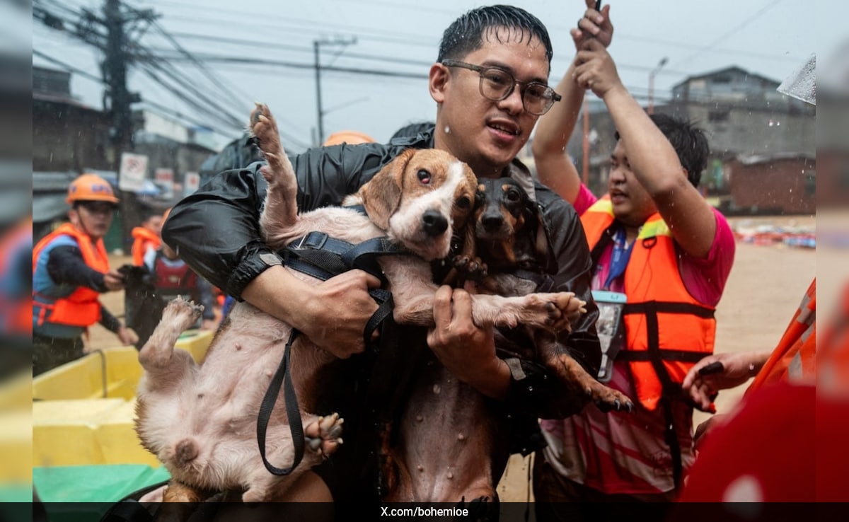 Tufão Gaemi deixa para trás imagens de partir o coração de animais de estimação abandonados para morrer