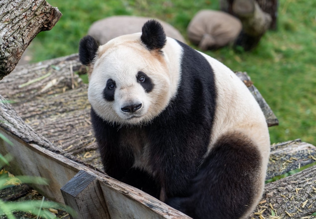 Zoológico da Finlândia devolverá 2 pandas à China porque são muito caros