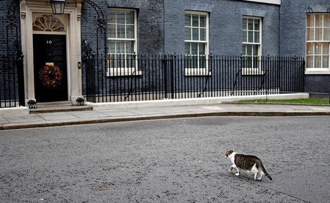 O que Larry, o gato de Downing Street 10, disse sobre o novo gatinho de Keir Starmer