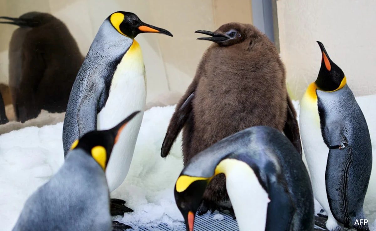 Pesto: O Pinguim Bebê de 22,5 Kg Que Viralizou