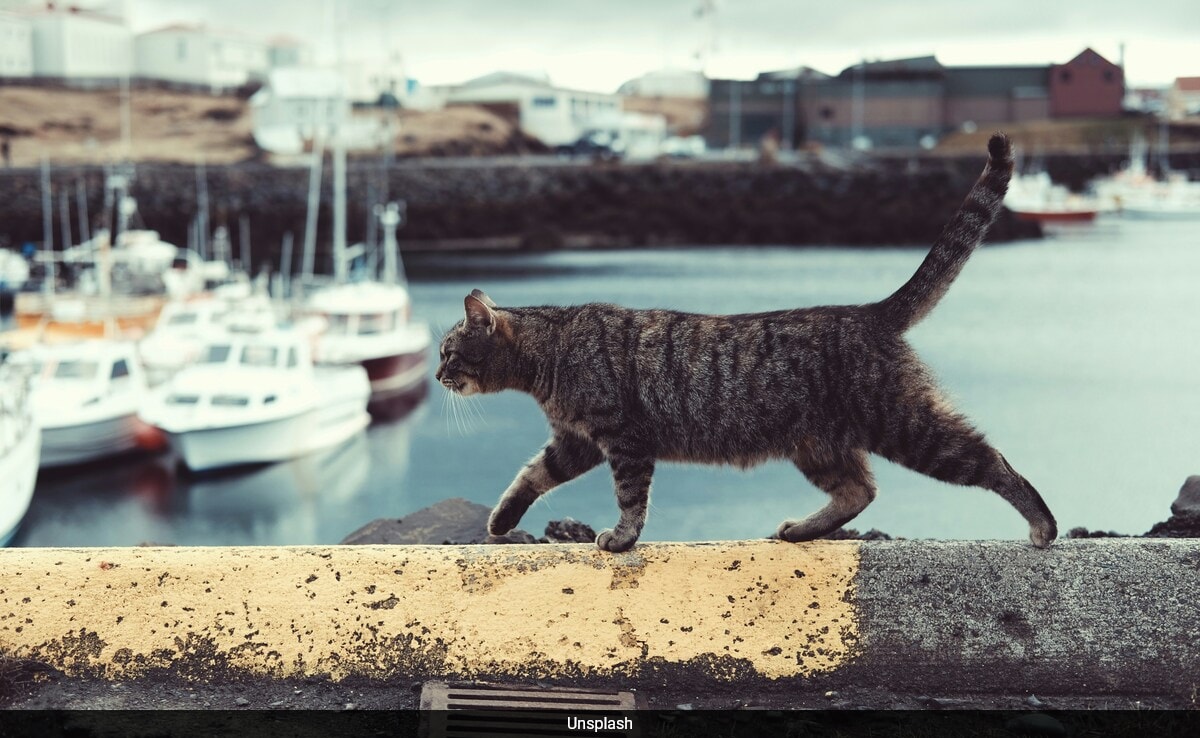 Perdido em Yellowstone, encontrado na Califórnia: a odisseia de 1200 km de Cat termina em um reencontro emocionante