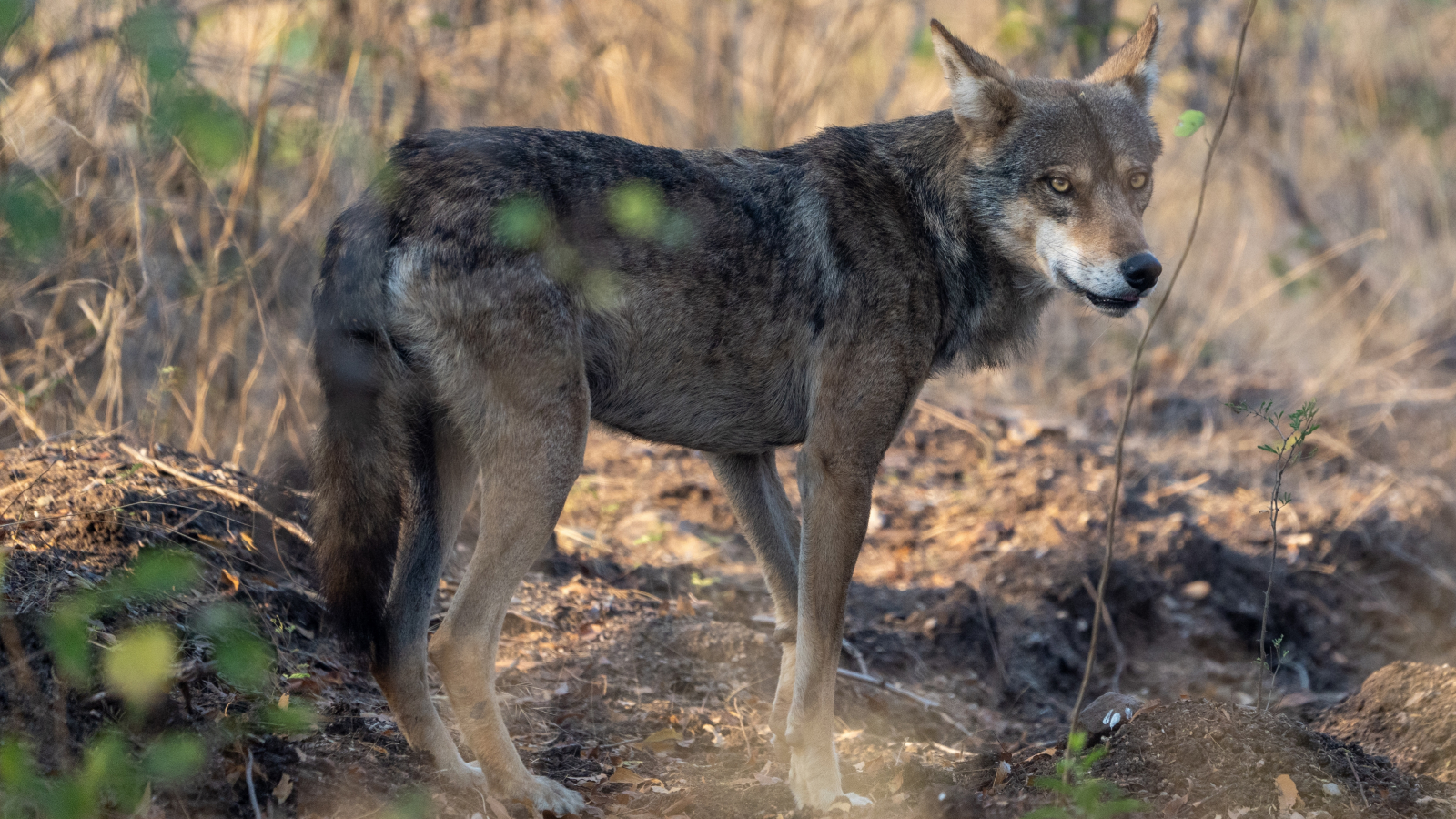 'Basta um predador aprender que crianças são presas mais fáceis': por que os ataques de 'lobos' na Índia podem não ser o que parecem