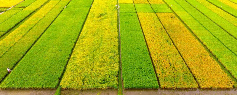 Campos de arroz no Instituto Internacional de Pesquisa do Arroz, onde vários cultivos de arroz