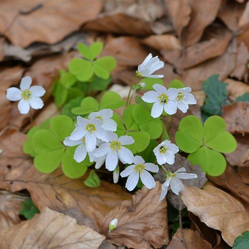 A azedinha comum (Oxalis acetosella) migra para oeste a uma velocidade de ar