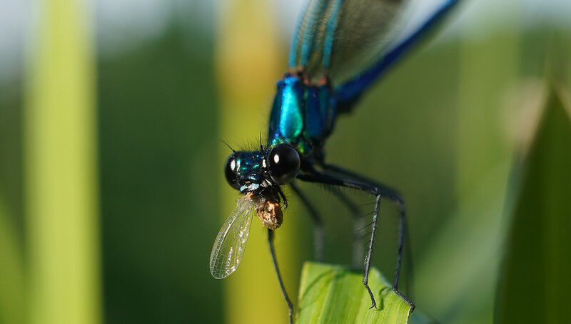 Demoiselle com faixas, macho (latim Calopteryx splendens, demo com faixas inglesas