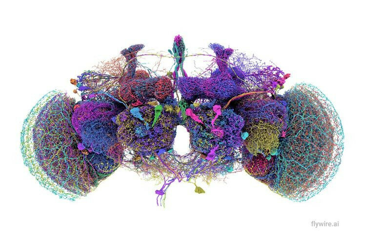 A reconstrução dos 50 maiores neurônios do conectoma no cérebro da mosca.