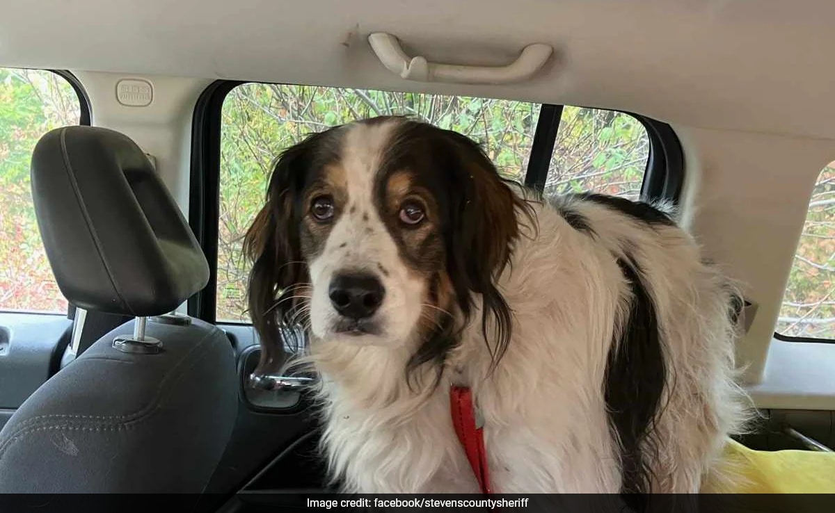 'Verdadeiro herói': cachorro salva dono ferido, 84, ao levar policial até sua casa nos EUA