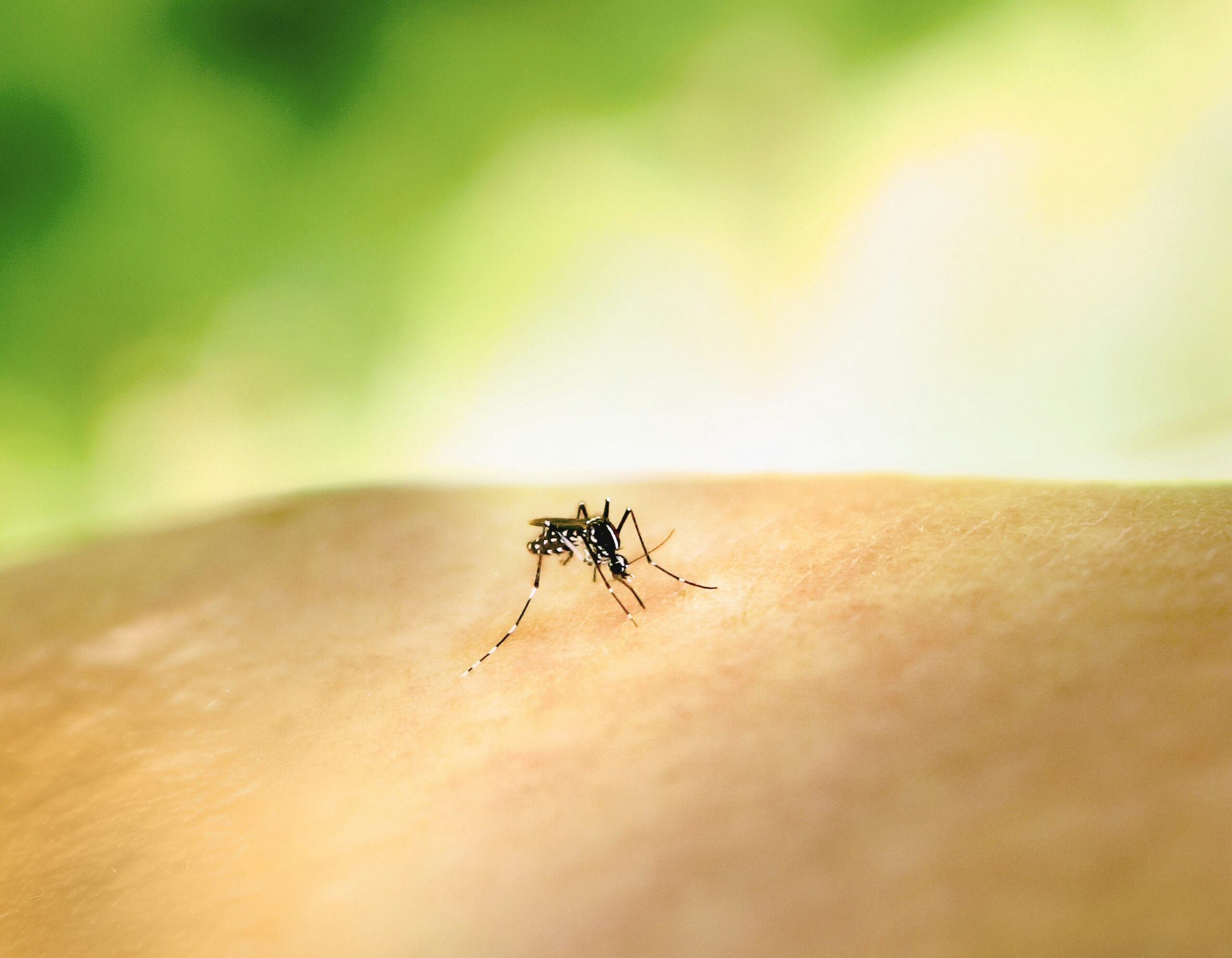 Homem dos EUA morre de vírus de mosquito raro capturado no quintal, casos aumentando